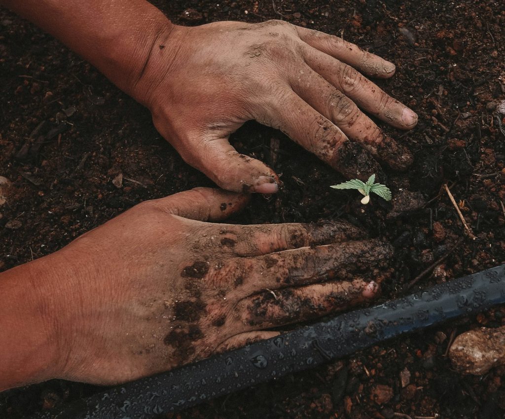 Nature Restoration Law