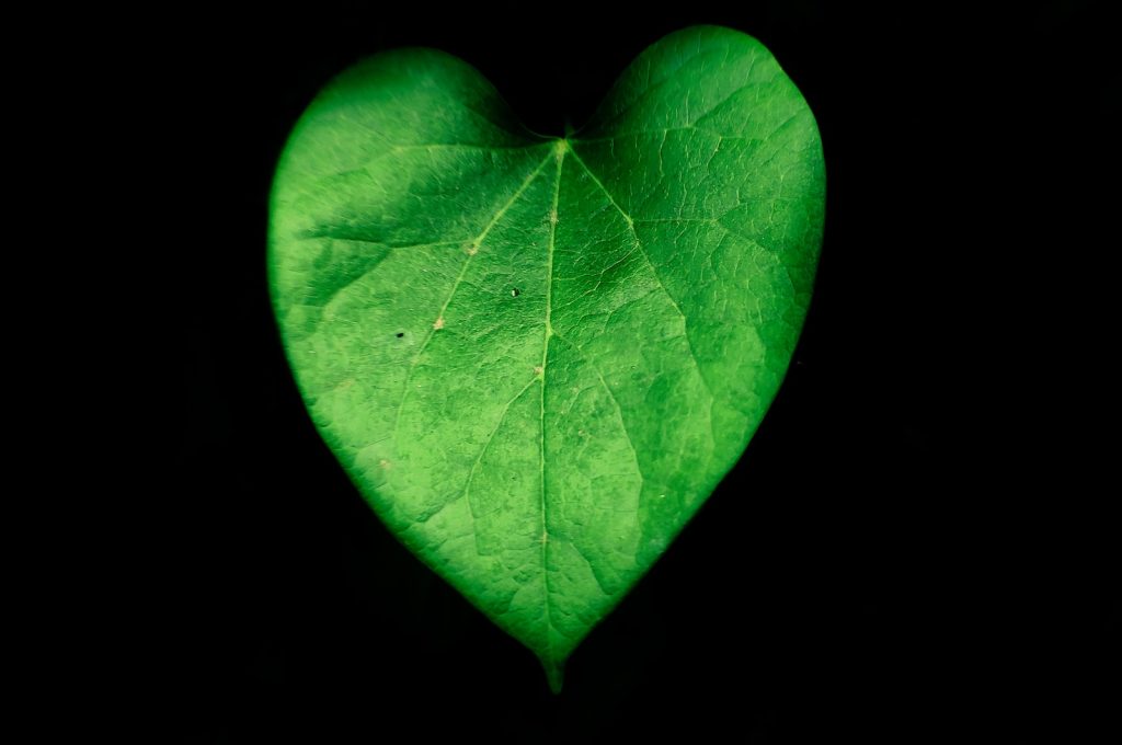 green leaf with black background