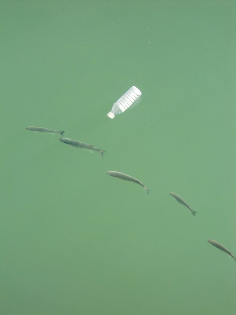 fishes, water, flow