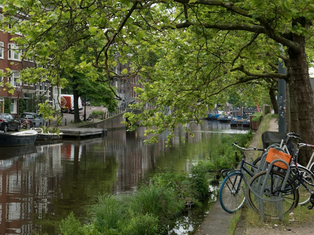 a couple of bikes parked next to a tree
