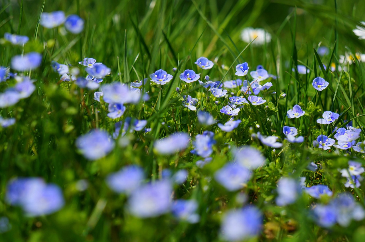 chamaedrys, flowers, wild flowers